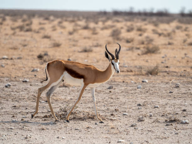 istock Closeup of a beautiful Springbok 1455693792