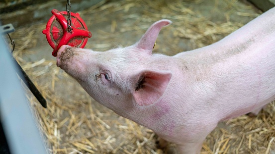 A closeup shot of a pig playing with the red metal toy on the farm