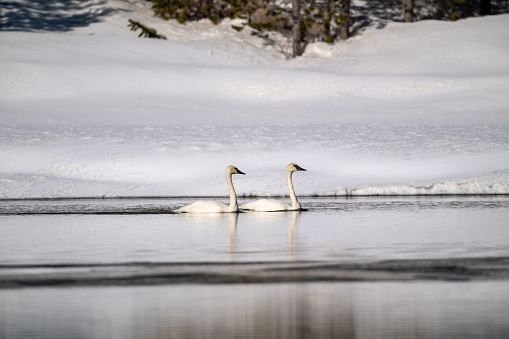 A shot of two trumpeter swans swimming in Yellowstone river in winter