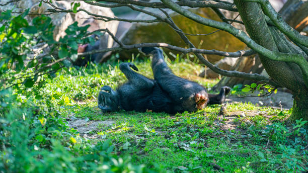 Celebes crested macaque at laying on back at Blijdorp Rotterdam Zoo