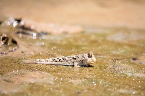 Barred mudskipper (Periophthalmus argentilineatus) or silverlined mudskipper is a species mudskippers , This species occurs in mangrove forests and nipa palm, Kivalo, Madagascar wildlife animal