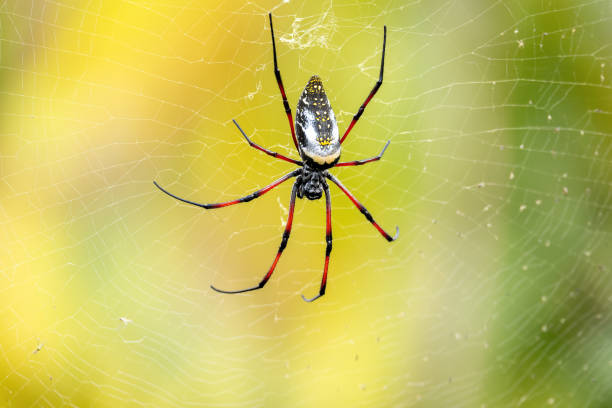 tkacz złotojedwabny, trichonephila - nephila inaurata madagascariensis, park narodowy ranomafana, madagaskar - orb web spider zdjęcia i obrazy z banku zdjęć