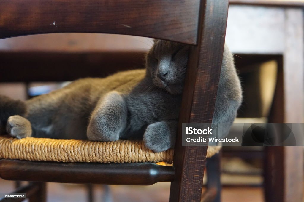 Mèo xám ngủ rất yên tĩnh và đáng yêu. Hình ảnh này sẽ mang lại cho bạn sự thoải mái và bình yên. Hãy tận hưởng cảm giác yên tĩnh và đẹp trong giấc ngủ của mèo xám.