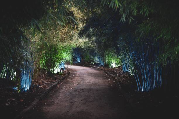 istock Pathway in the forest with lights at night 1455695015
