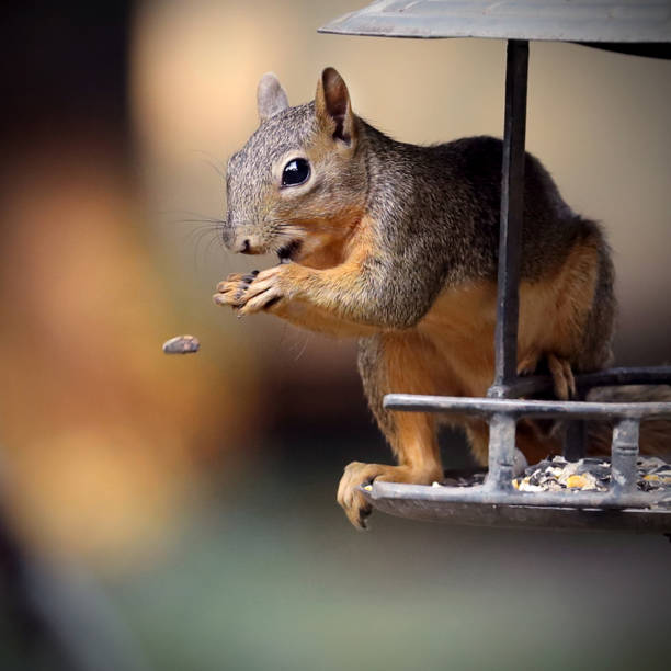 istock Closeup shot of a squirrel eating nuts 1455695038