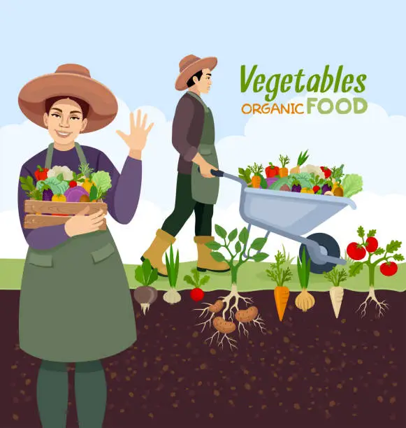 Vector illustration of Couple of gardeners. Man with wheelbarrow and Woman holding  a wood box with fresh vegetables.