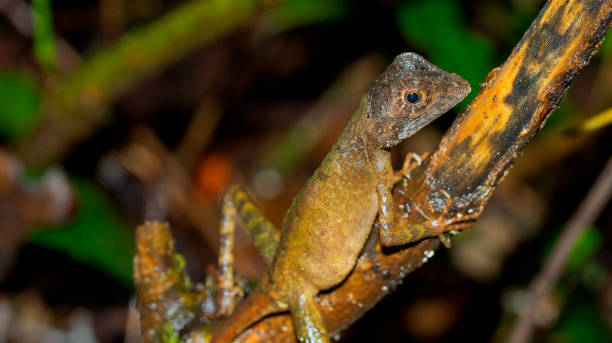 istock Brown-patched Kangaroo lizard, Sinharaja National Park Rain Forest, Sri Lanka 1455697986