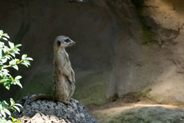istock Natural view of a meerkat standing on a rock surface 1455698244