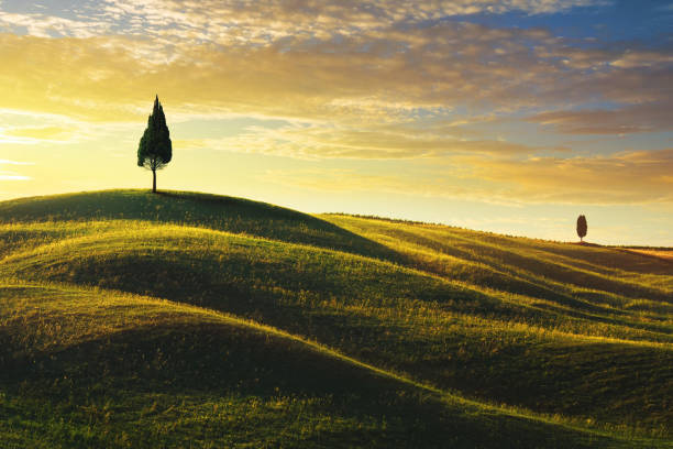 istock Lonely Cypress Tree In Tuscany at sunset 1455699472