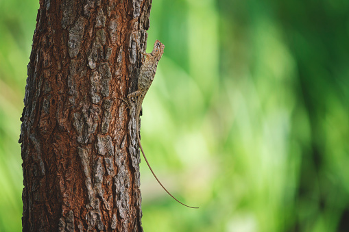 A Sri Lankan lizard on a sunny tree