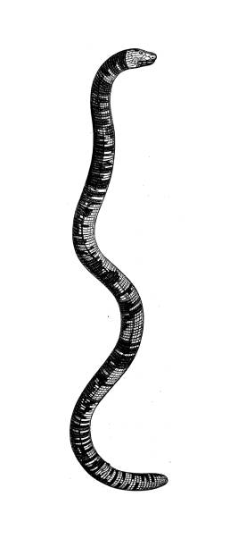 античная биология зоология изображение: amphisbaena fuliginosa - fuliginosa stock illustrations