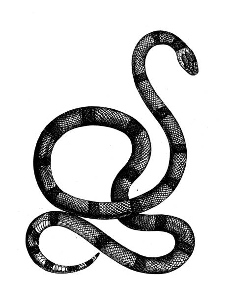 Antique biology zoology image: Elaps corallinus, Micrurus corallinus