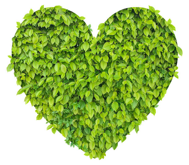 istock tree leaves heart - concept of bioenergy 1455703078