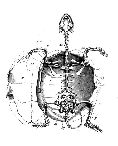 istock Antique biology zoology image: European pond turtle (Emys orbicularis), skeleton 1455703102