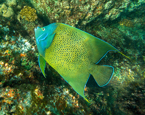 Close-up view of a Semicircle angelfish (Pomacanthus semicirculatus) near Island St Pierre - Seychelles