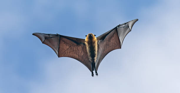 istock Flying Seychelles Fruit bat (Pteropus seychellensis) at North coast of Mahe 1455703231