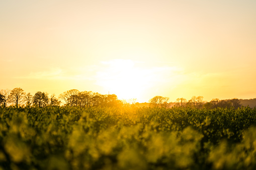 Rape field with beautiful golden sunset and trees in the background on the German island Ruegen