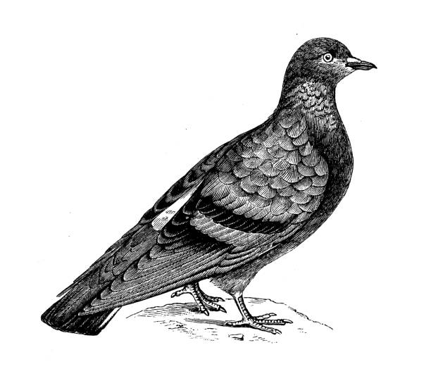 Antique biology zoology image: pigeon (Columba livia)