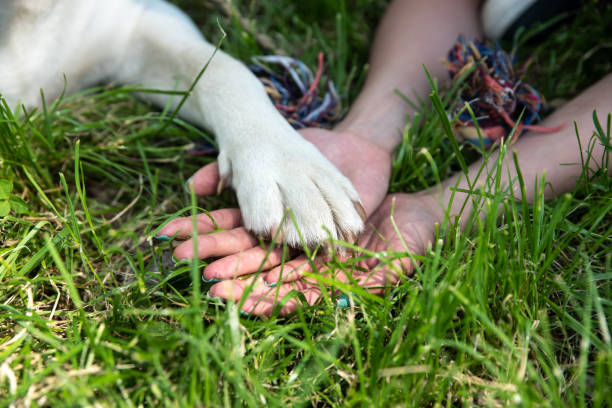 Young woman adopt young dog Labrador Retriever from animal rescue shelter center and gave him love and friendship. Female animal lover spending time with her puppy in the park. stock photo