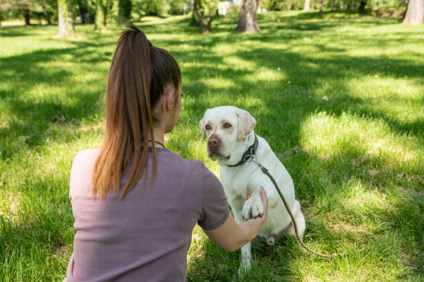 la giovane donna adotta il giovane cane labrador retriever dal centro di rifugio per animali e gli ha dato amore e amicizia. amante degli animali femminili che trascorrono del tempo con il suo cucciolo nel parco. - rescue training” foto e immagini stock