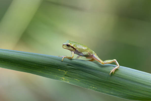 European tree frog (Hyla arborea) stock photo
