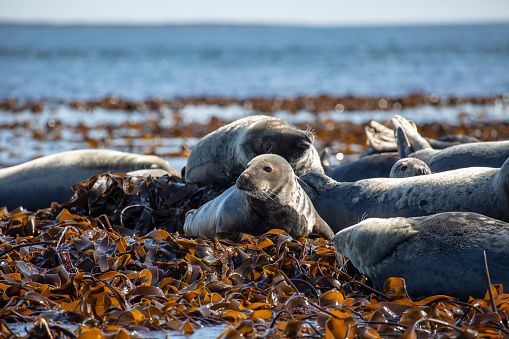 A post-breeeding aggregation of male Steller Sea Lions, Eumetopias jubatus, hauled out and relaxing in the autumn sun on a rocky islet off Vancouver Island, British Columbia, Canada