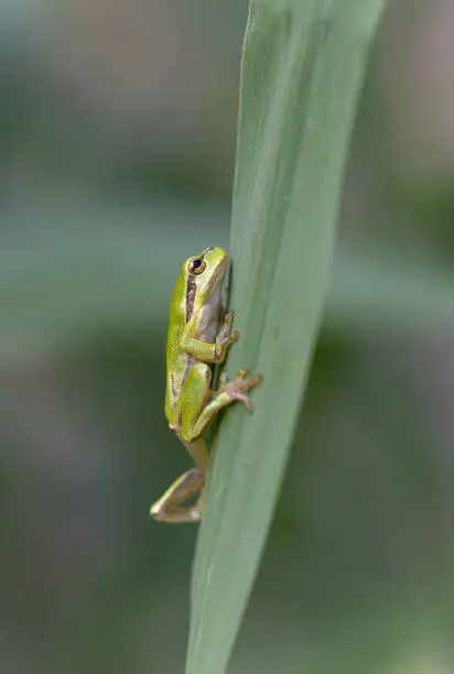 European tree frog (Hyla arborea) climbing on reed.