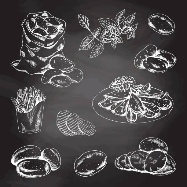 ilustrações de stock, clip art, desenhos animados e ícones de hand drawn sketch style set illustration of ripe potatoes. white sketch isolated on black chalkboard.  eco food vintage vector illustration. illustration for print, web, mobile and infographics isolated on white background. - baked potato