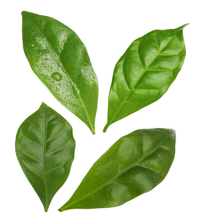 Set with fresh green leaves of coffee plant on white background