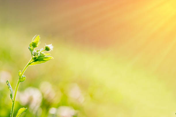 A closeup shot of small chamomile with a blurred background at sunset. Selective focus.