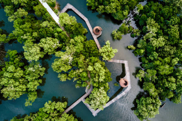 luftaufnahme des mangrovenschutzgebiets sungei buloh in singapur - mangrove stock-fotos und bilder