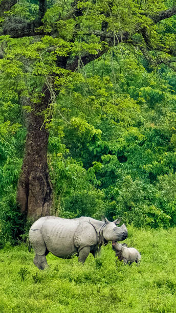 istock Indian rhinoceros with Calf. 1455708433