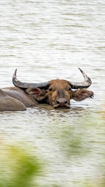 istock Male water buffalo. 1455708443