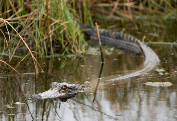 istock Closeup of a crocodile in the pond 1455711621