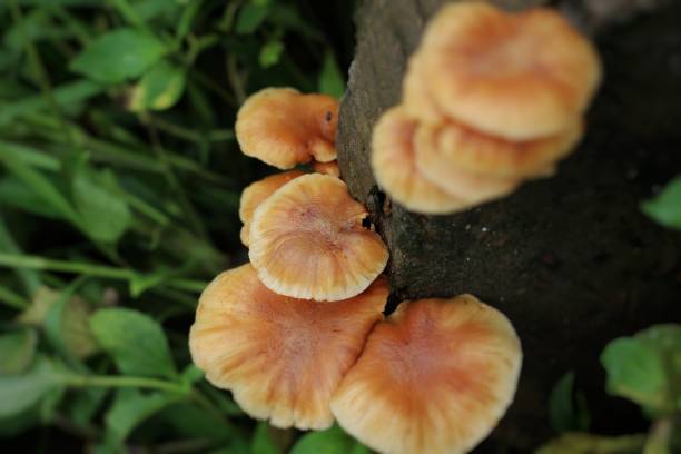 istock Mushrooms that grow on dead tree trunks. 1455712065