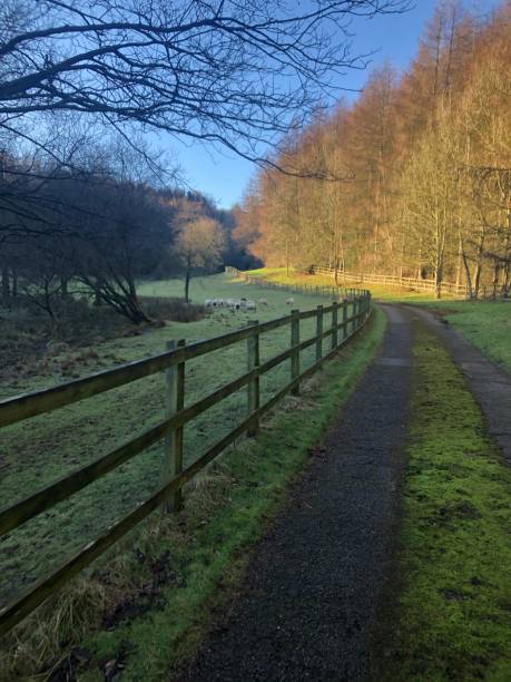 istock Beautiful country lane 1455713356