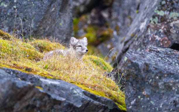 istock Arctic Fox cub running around on the tundra in the Arctic, Svalbard. 1455713488