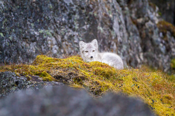 istock Arctic Fox cub running around on the tundra in the Arctic, Svalbard. 1455713498