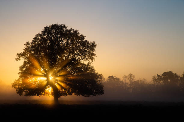 istock Sun shining through an oak tree in Bushy Park in London 1455713542