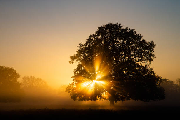 istock Sun shining through an oak tree in Bushy Park in London 1455713547