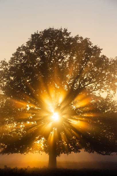 Natural sun rays in the garden at sunset