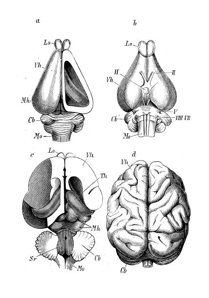 illustrations, cliparts, dessins animés et icônes de image de zoologie de biologie antique: cerveaux de mammifères: lapin, chat, orang-outan - cerveau danimal