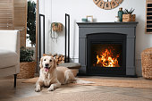 Adorable Golden Retriever dog on floor near electric fireplace indoors