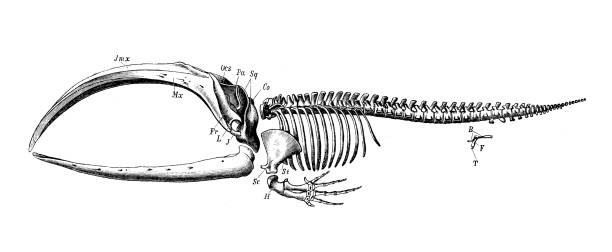Antique biology zoology image: bowhead whale (Balaena mysticetus) skeleton