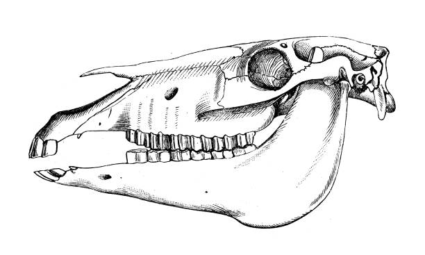 illustrazioni stock, clip art, cartoni animati e icone di tendenza di immagine antica di zoologia della biologia: teschio di cavallo - animal skull