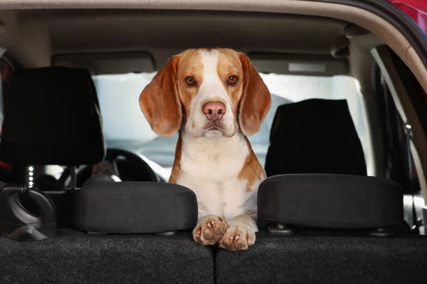 istock Cute Beagle dog in car. Adorable pet 1455714994