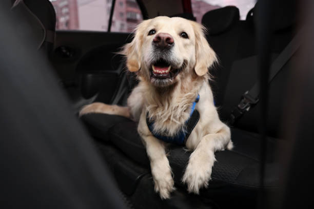 cute labrador retriever in car. adorable pet - domestic car color image horizontal car imagens e fotografias de stock