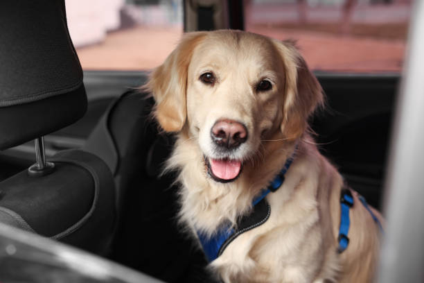 istock Cute labrador retriever in car. Adorable pet 1455715037