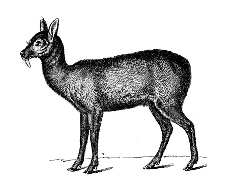 Antique biology zoology image: Siberian musk deer (Moschus moschiferus)