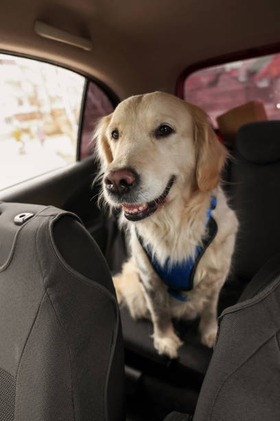 istock Cute labrador retriever in car. Adorable pet 1455715139